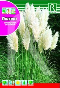 Foto Ginerio (cortaderia selloana) foto 435389