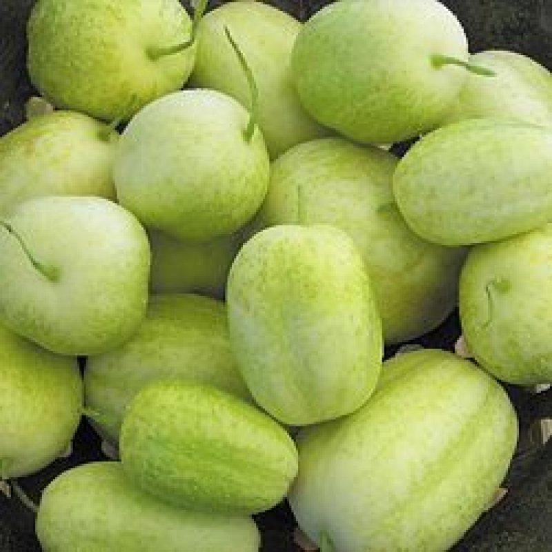 Foto Gurke 'Crystal Apple'- Cucumis sativus - Samen