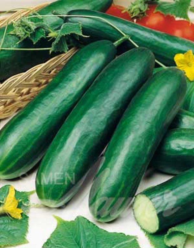 Foto Gurke 'Festima' - Cucumis sativus - Samen