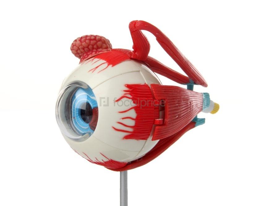Foto Human Eyeball anatomía Puzzle Toy foto 819215