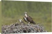 Foto Impresión de lona de 51cm of Águila pescadora - hembra en el nido... foto 66203