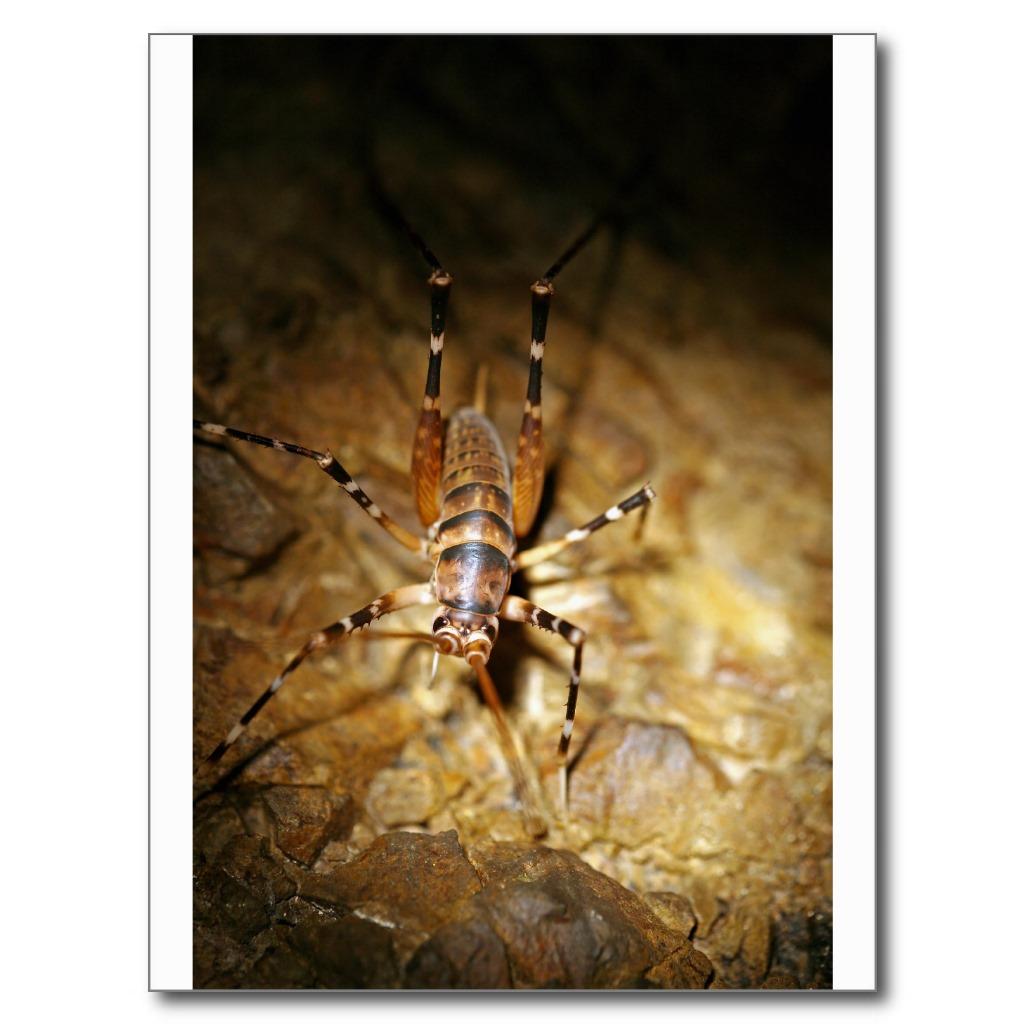 Foto Insectos rayados del bicho de Weta Tarjetas Postales foto 851996