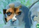 Foto Jigs@w Puzzle 2 Mix foto 402745