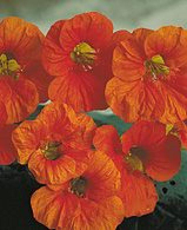 Foto Kapuzinerkresse 'Tip-Top scharlach' - Tropaeolum majus - Samen foto 289869