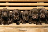 Foto Keith Kimberlin - chocolate labradors póster