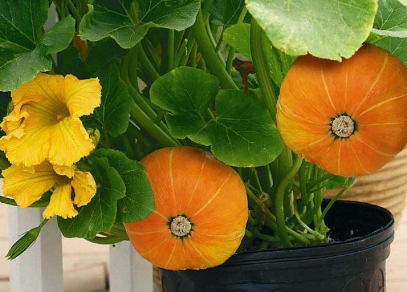 Foto Kürbis, Topfkürbis 'Windsor' - Cucurbita maxima - Samen
