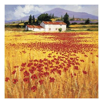 Foto Lámina Amapolas de Steve Thoms, 28x28 in. foto 560296