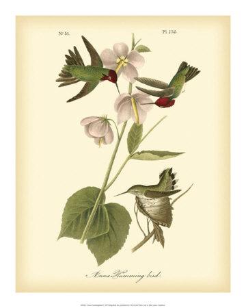 Foto Lámina Anna Hummingbird de John James Audubon, 51x41 in. foto 849137