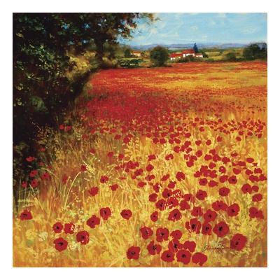 Foto Lámina Campo rojo y dorado de Steve Thoms, 28x28 in. foto 560295