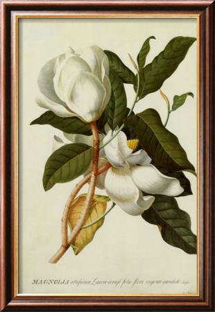 Foto Lámina enmarcada Magnolia Altissima de Georg Dionysius Ehret, 60x41 in. foto 636940