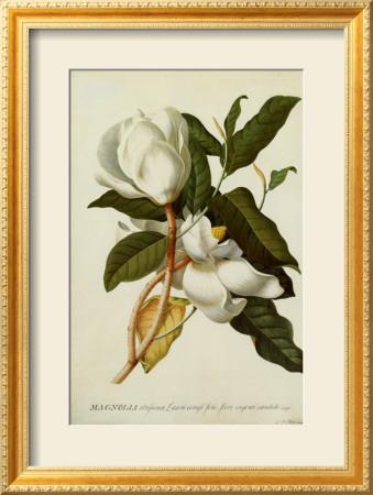 Foto Lámina enmarcada Magnolia Altissima de Georg Dionysius Ehret, 73x54 in. foto 636939