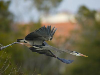 Foto Lámina fotográfica A Great Blue Heron, Ardea Herodias, in Flight de Paul Sutherland, 61x46 in. foto 594944