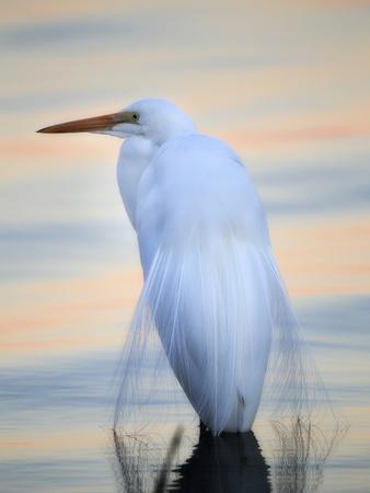 Foto Lámina fotográfica A Great White Egret, Ardea Alba, in a Lake at Sunset de Robbie George, 61x46 in. foto 594941
