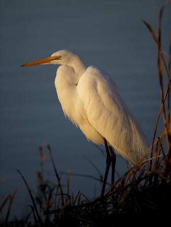 Foto Lámina fotográfica A Great White Egret, Ardea Alba, on the Shoreline of a Lake de Robbie George, 61x46 in. foto 594942