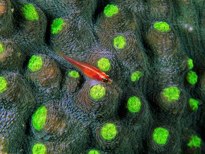 Foto Lámina fotográfica A Tiny Gobidon Gobiodon Trimma Anaima Among the Corals de Andrea Ferrari, 61x46 in. foto 654130
