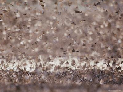 Foto Lámina fotográfica African Snout Butterflies Invade the Dzanga Bai Clearing During the Dry Season de Michael Fay, 41x30 in. foto 703801