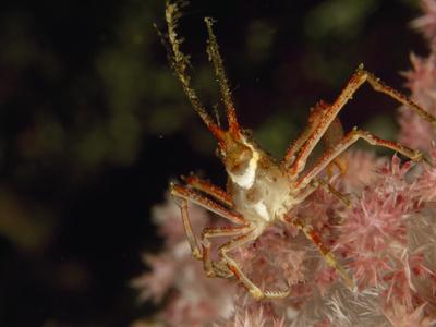Foto Lámina fotográfica An Arrow Crab on a Soft Coral de Tim Laman, 41x30 in. foto 626730