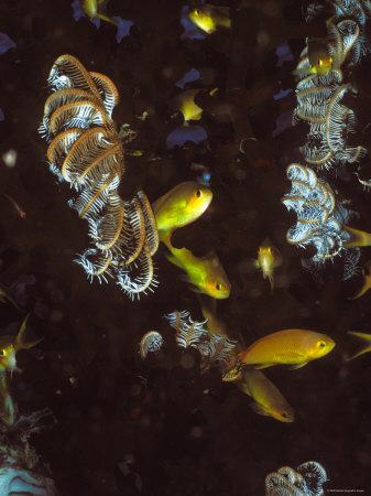 Foto Lámina fotográfica Anthias Fish in Coral Head with Feather Stars, Psedanthias Pleurotaeni, Solomon Islands de James Forte, 30x23 in. foto 754490