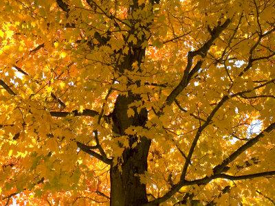 Foto Lámina fotográfica Autumn Leaves, Vermont, New England, USA de Demetrio Carrasco, 61x46 in. foto 659888