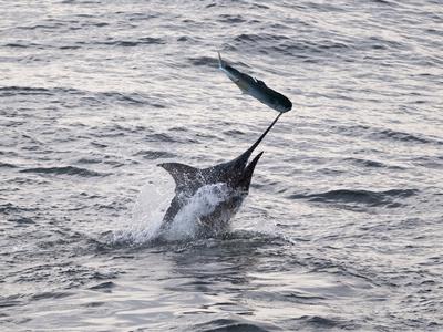 Foto Lámina fotográfica Blue Marlin (Makaira Nigricans) Hunting Dorado (Coryphaena Hippurus), Congo, Africa de Mick Baines & Maren Reichelt, 61x46 in. foto 644257