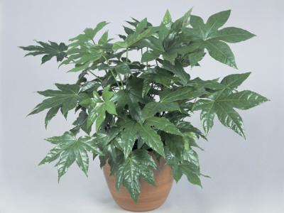 Foto Lámina fotográfica Close-Up of a Japanese Aralia Plant (Fatsia Japonica) de G. Cigolini, 61x46 in. foto 622403