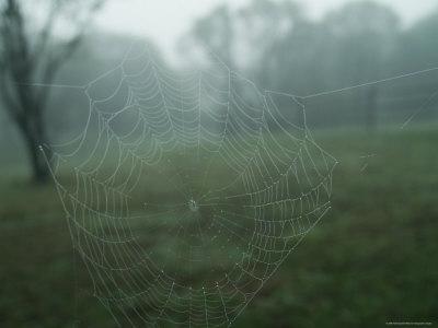 Foto Lámina fotográfica Close-Up of a Spider Web in the Fog, Block Island, Rhode Island de Todd Gipstein, 30x23 in. foto 751582