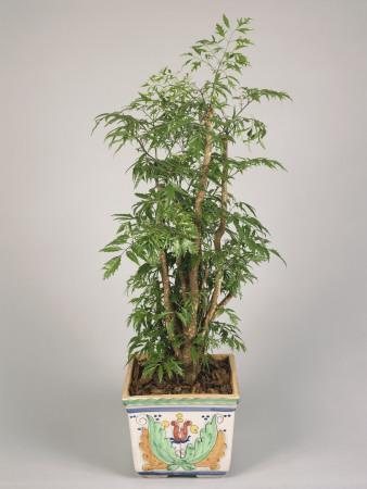 Foto Lámina fotográfica Close-Up of an Aralia Plant Growing in a Pot de G. Cigolini, 61x46 in. foto 622402