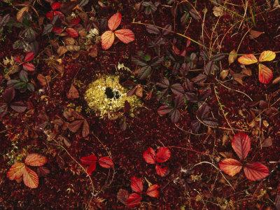 Foto Lámina fotográfica Cranberry Creepers Entwine a Mat of Sphagnum Moss de Raymond Gehman, 41x30 in. foto 930205