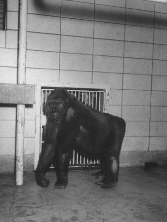 Foto Lámina fotográfica de primera calidad Mother Gorilla of Colo, Baby Gorilla, of Columbus, Ohio Zoo, 1st to Survive Birth in Captivity de Francis Miller, 41x30 in. foto 879363