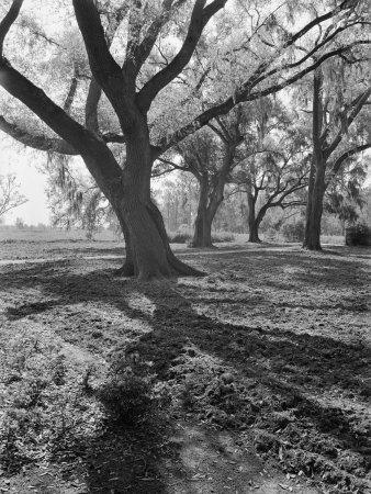 Foto Lámina fotográfica de primera calidad Trees on the Nelson Doubleday Plantation de Alfred Eisenstaedt, 41x30 in. foto 837039