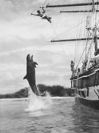 Foto Lámina fotográfica de primera calidad Whale, Makapui, Star Attraction at Sea Life Park, Jumping for Food de Ralph Crane, 61x46 in. foto 939927