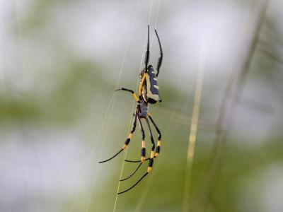 Foto Lámina fotográfica Female Golden Orb Spider, Nephila Senegalensis, on Her Web de Karine Aigner, 41x30 in. foto 750413