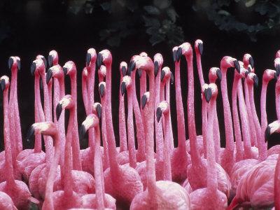 Foto Lámina fotográfica Flock of Flamingos de Pat Canova, 61x46 in. foto 619343
