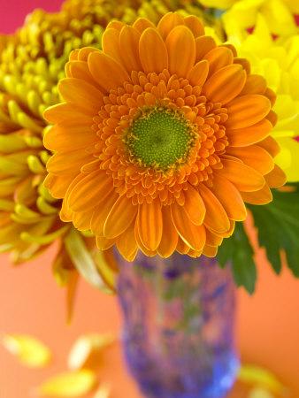 Foto Lámina fotográfica Gerbera, Close-up of an Orange Flower in a Glass Vase de Mark Bolton, 61x46 in. foto 567177