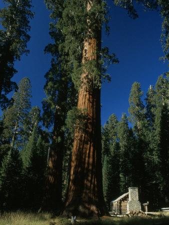 Foto Lámina fotográfica Giant Sequoia Tree Towers over a Rustic Museum Building, Yosemite National Park, California de Phil Schermeister, 41x30 in. foto 844800