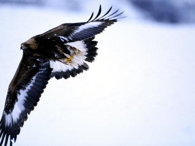 Foto Lámina fotográfica Golden Eagle, 1st Year Male in Flight in Winter, Norway de Mark Hamblin, 61x46 in. foto 722665
