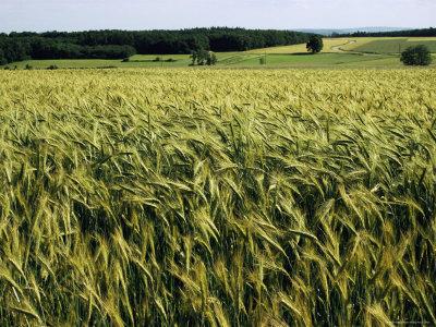 Foto Lámina fotográfica Grain Field, Agricultural Landscape, Near Retz, Lower Austria, Austria, Europe de Ken Gillham, 61x46 in. foto 680006