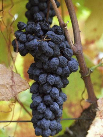 Foto Lámina fotográfica Grape Bunch in Vineyard, Domaine Pech-Redon, Coteaux Du Languedoc La Clape de Per Karlsson, 61x46 in. foto 677408