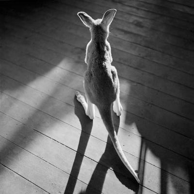 Foto Lámina fotográfica Joven canguro y sombras de Horace Bristol, 41x41 in. foto 918741