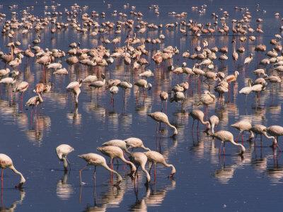 Foto Lámina fotográfica Lesser Flamingos Feed in a Shallow Alkaline Lake on Algae and Insects de John Eastcott & Yva Momatiuk, 41x30 in. foto 835979