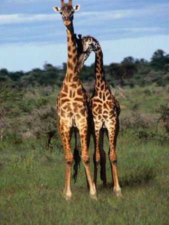 Foto Lámina fotográfica Male Giraffes (Giraffa Camelopardalis), Ngorongoro Conservation Area, Arusha, Tanzania de Mitch Reardon, 61x46 in. foto 609961