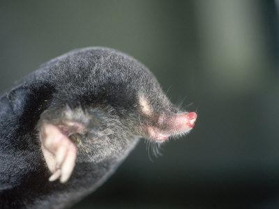 Foto Lámina fotográfica Mole, Talpa Europaea de Les Stocker, 61x46 in. foto 659612