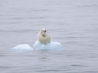 Foto Lámina fotográfica Polar Bear and Cub on a Floating Chunk of Ice de Ira Meyer, 41x30 in. foto 627101