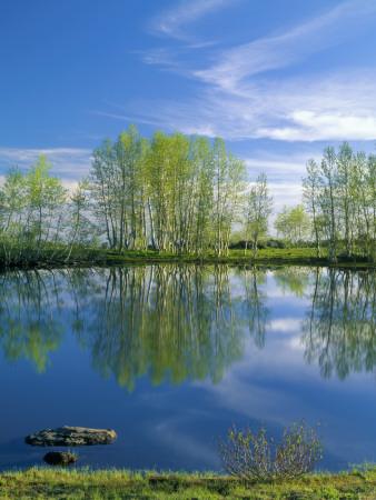 Foto Lámina fotográfica Pond Reflects Aspen & Cirrus Clouds at Sunrise on Steens Mountain, Oregon, USA de Scott T. Smith, 61x46 in. foto 824779