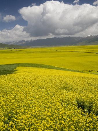 Foto Lámina fotográfica Rapeseed Fields and Distant Mountains under a White Cloud Cover, Qinghai, China de David Evans, 30x23 in. foto 728444