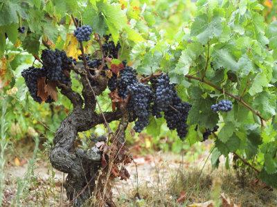 Foto Lámina fotográfica Ripe Grapes in the Vineyard, Domaine Pech-Redon, Coteaux Du Languedoc La Clape de Per Karlsson, 61x46 in. foto 677397