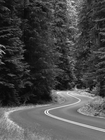 Foto Lámina fotográfica Road Through Green Lush Forest, Olympic National Park, Washington State, USA de Adam Jones, 61x46 in. foto 649032
