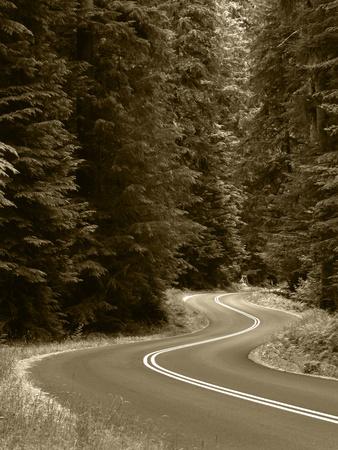 Foto Lámina fotográfica Road Through Green Lush Forest, Olympic National Park, Washington State, USA de Adam Jones, 61x46 in. foto 649039