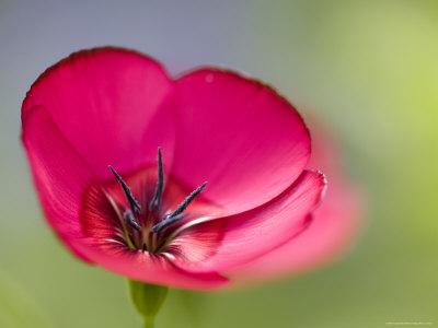 Foto Lámina fotográfica Scarlet Flax, (Linum Grandiflorum Rubrum), Bielefeld, Nordrhein Westfalen, Germany de Thorsten Milse, 61x46 in. foto 733596