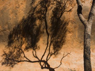 Foto Lámina fotográfica Shadow of Tree on Uluru, Uluru-Kata Tjuta National Park, Northern Territory, Australia de Schlenker Jochen, 61x46 in. foto 951608